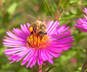 Apis mellifera carnica Slovenia Carniolan honey bee Photo Peter Kozmus
